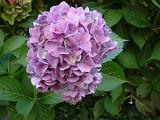 Hydrangea Mauve